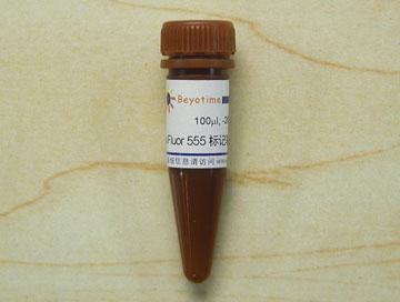 Alexa Fluor 555标记驴抗兔IgG(H+L)